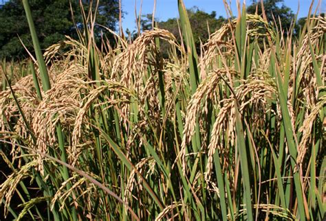 Uma Semente De Arroz Exclusiva Para A Baixada Maranhense Nordeste Rural