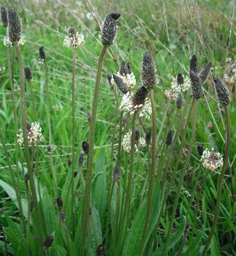 Ribwort Plantain - Forestart