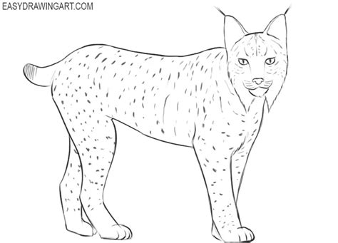 How To Draw A Lynx Easy Drawing Art