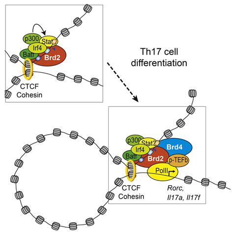 Distinct Roles Of Brd And Brd In Potentiating The Transcriptional