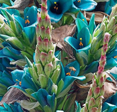 Puya Berteroniana Puya Alpestris Ssp Zoellneri Brom Lia Azul