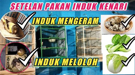 Setelan Pakan Induk Kenari Saat Meloloh Piyik Dan Mengeram Pada Ternak