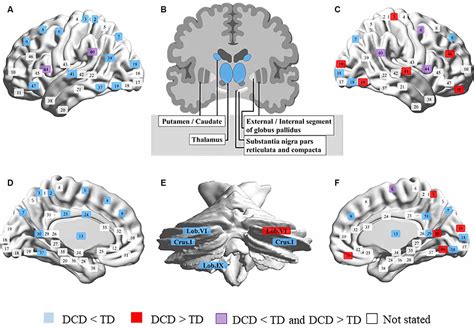 Frontiers Neural Basis And Motor Imagery Intervention Methodology