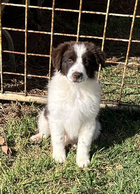 Border Collie - Warwick - PetsForHomes