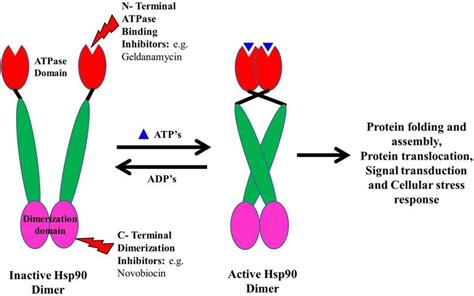 Normal Functioning Of Hsp90 And Site Of Action Of Various Hsp90