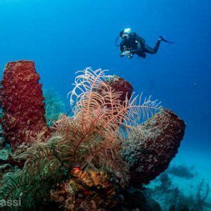 Roatan Dive Sites | Explore the Underwater World