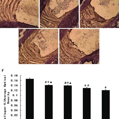 Immunohistochemical Staining And Semi Quantitative Analysis Of TypeⅡ Download Scientific