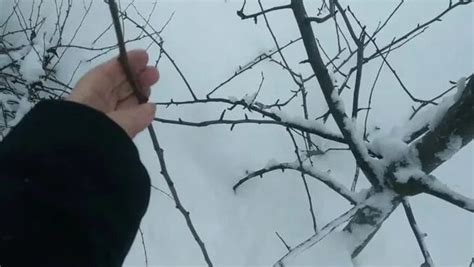 Как правильно заготавливать и хранить черенки плодовых деревьев для ...