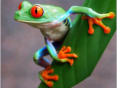 Colorful Frog Colorful Frog Bonito HD Wallpaper Peakpx