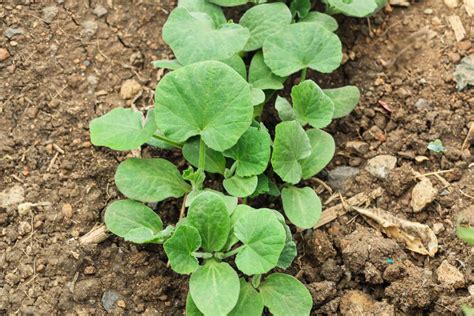 Butternut Squash Growing Guide Plant Care Tips