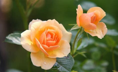 Induno Olona La Tradizionale Festa Delle Rose Si Sposta Sul Web