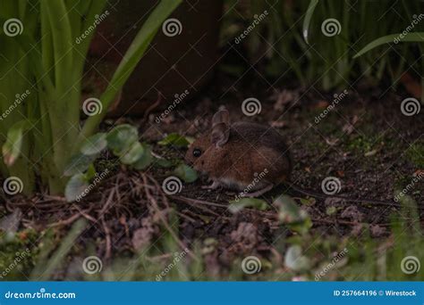 Cute Ural Field Mouse In The Forest Looking For Food Stock Photo