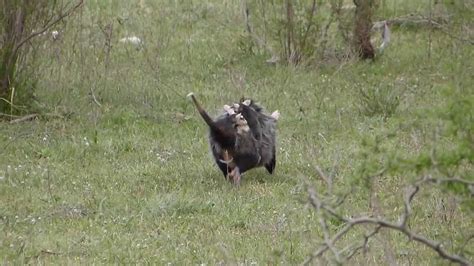 Comadreja Overa Comadreja Mora o mbicuré Nombre Científico