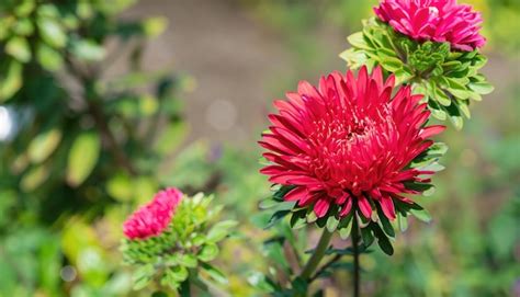 Premium Photo | Aster flowering in the garden with copy space