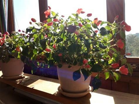 Ампельные бальзамины - Дачный цветник