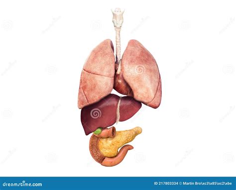 Lungs Liver Pancreas Gallbladder Heart Section View Of A Human