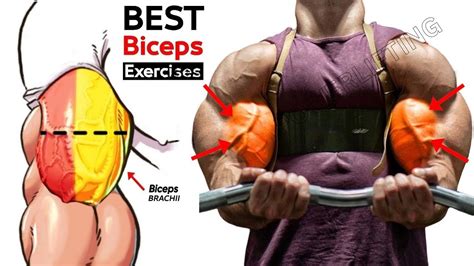 6 Best Exercises For Wider Biceps Workout Youtube