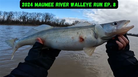 Maumee River Walleye Run Ep Cold Windy Walleye Fishing