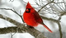 Cardinal Snowing GIF - Cardinal Snowing Winter - Discover & Share GIFs