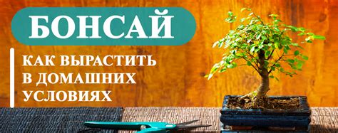 Как вырастить бонсай в домашних условиях