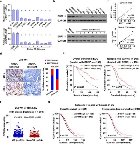 ZNF711 Down Regulation Promotes CISPLATIN Resistance In Epithelial