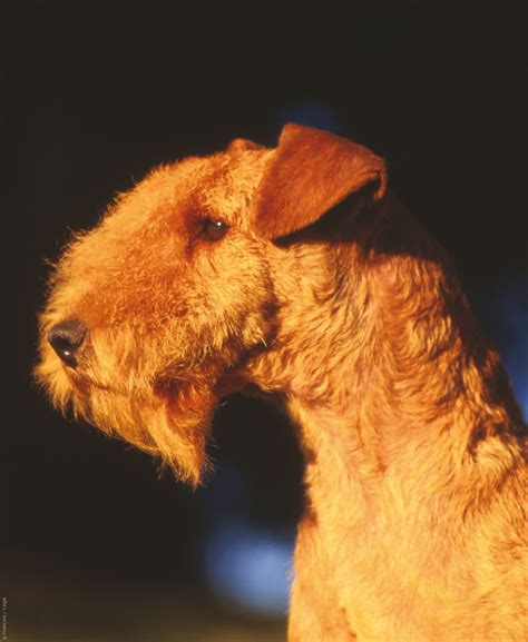 Lakeland terrier | Lakeland terrier, Terrier breeds, Dog breeds list