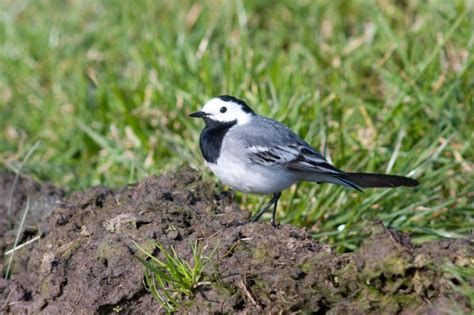 White Wagtail Motacilla Alba Linnaeus 1758