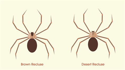 Are There Brown Recluse Spiders In Southern California Lloyd Pest Control Residential And