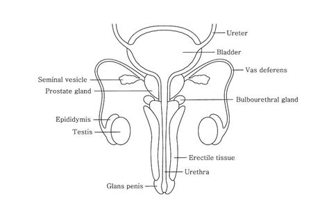 Male Reproductive System In Line Style With Cut Away View Male