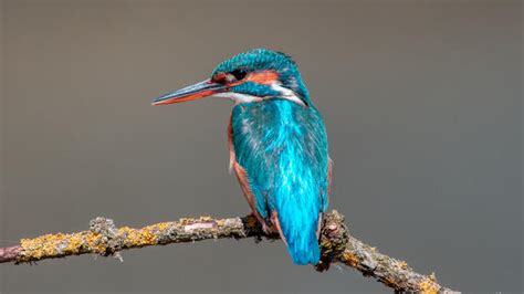 Crowd Results Colourful Birds No Caged Birds Bird Photo Contest