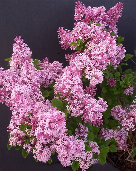 Dwarf Korean Lilac - Jeffries Nurseries