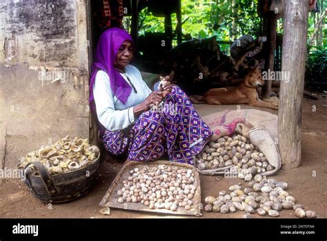 An Old Woman Hand Holding A Betel Nut Or Areca Nut Areca Catechu And