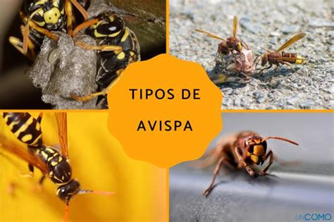 Cuáles Son Los Tipos De Avispa En España Descubre Las Especies Más Comunes Y Sus Características