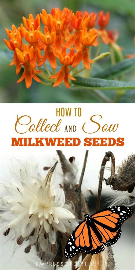 How To Collect And Grow Milkweed Seeds Asclepias Empress Of Dirt