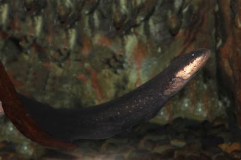 Types Of Electric Eels