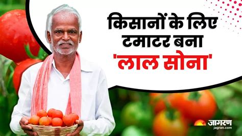 Tomato Price Hike किसानों के लिए टमाटर बना सोना किसान ने 45 दिनों में कमाए ₹50 लाख रुपए