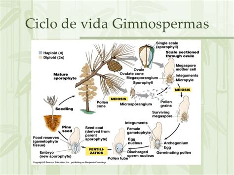 Ciclo De Vida Das Gimnospermas