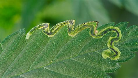 How To Get Rid Of Leaf Miners On Cannabis GrowDiaries