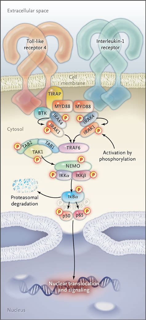 Myd L P Somatic Mutation In Waldenstr M S Macroglobulinemia Nejm