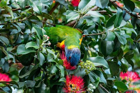 The Complete Rainbow Lorikeet Diet Guide - petrestart.com