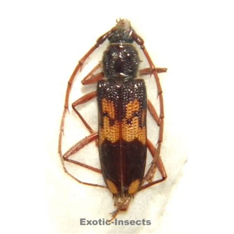 Cerambycidae Sp 01