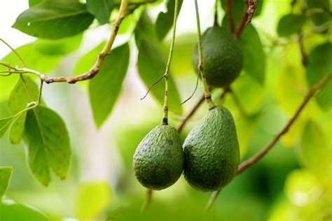 Dicas Exclusivas De Como Cultivar Abacate Em Casa Confira