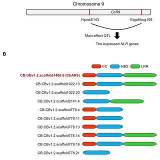 Nlr Encoding Candidate Genes Identified From The Main Effector Qtl Of