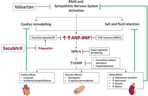 Jcm Free Full Text Brain Natriuretic Peptide Biomarkers In Current