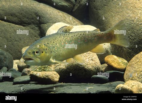 Salmo trutta fario fotografías e imágenes de alta resolución Alamy