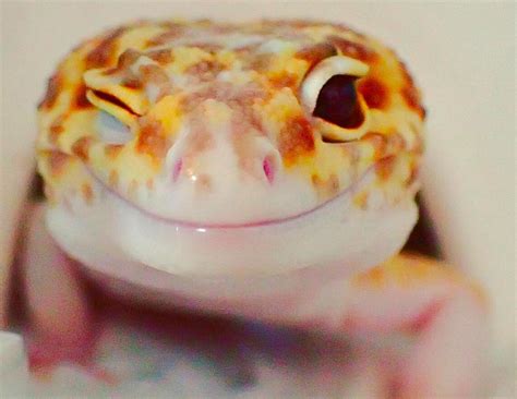 Create Meme Gecko Ablefor Smiling Gecko Satisfied Eublefar