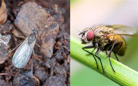 5 Differences Between Gnats Vs Fruit Flies