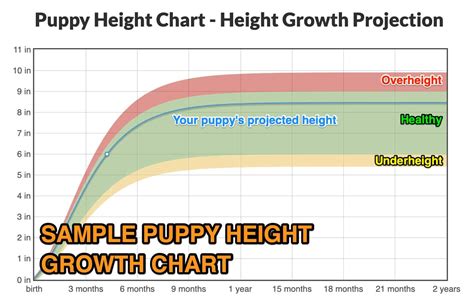 Growth Chart For Labrador Puppies