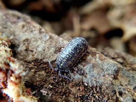 Armadillidium Versicolor Isopods 12 Count Reptile Deli Inc