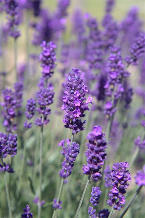 Wholesale Lavender Plants - Fairweather's Nursery